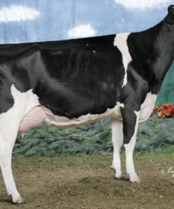 AIR FORCE TRISNONNA - MD-DELIGHT DURHAM ATLEE-ET EX92 GMD DOM