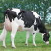 ARTEMIX-PP-RC BISNONNA: DELTA SUZE P