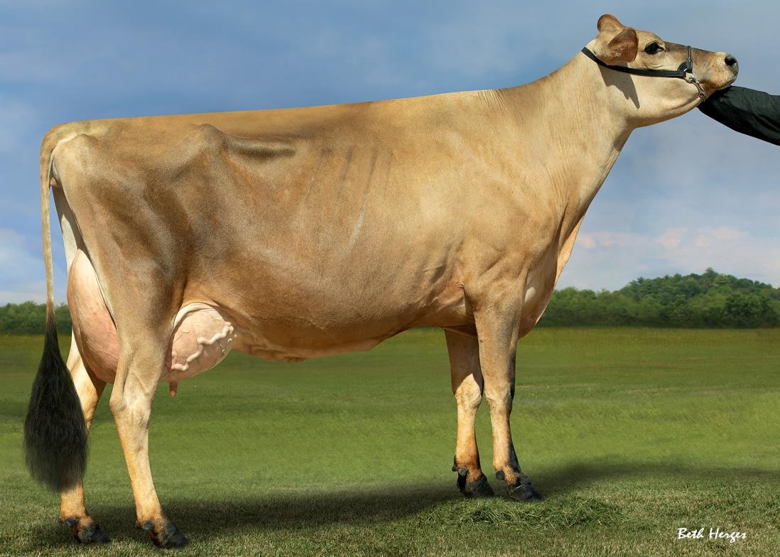 BECK TRISNONNA OAKLANE CHISEL DELLA 2130-ET EX-90