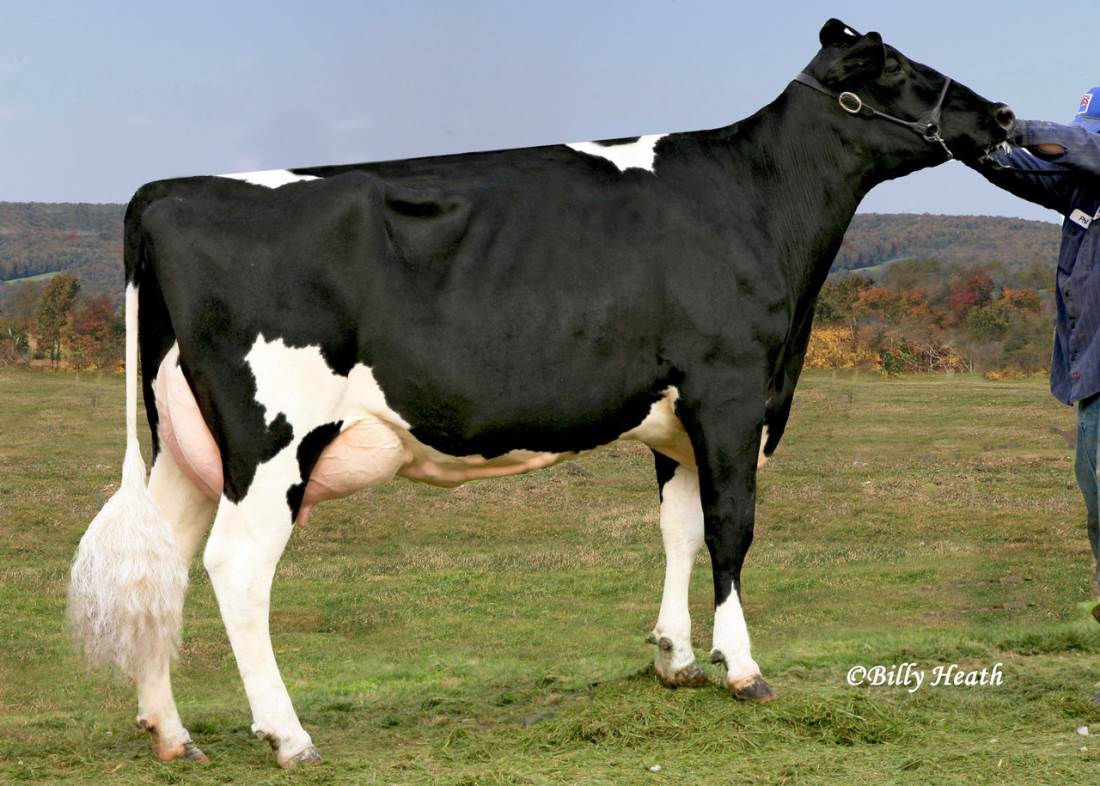 BRUMMEL FAMIGLIA: COOKIECUTTER GLD HOLLER-ET VG-88