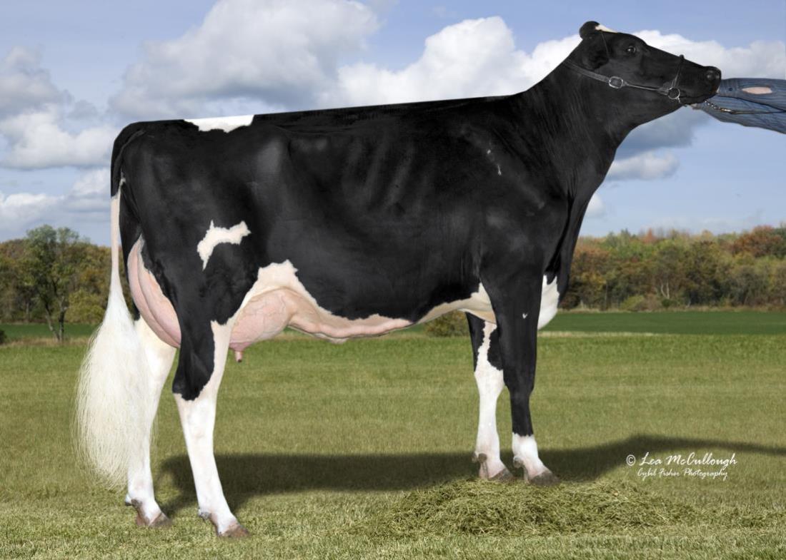 BRUMMEL FAMIGLIA: COOKIECUTTER MOM HALO-ET VG-88