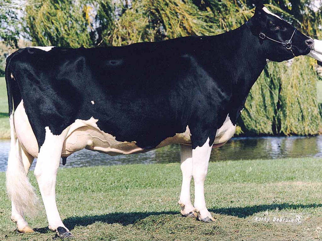 BRUMMEL FAMIGLIA: SNOW-N DENISES DELLIA EX-95