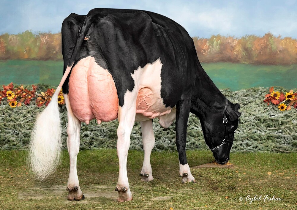 BRUMMEL SORELLA: PIENA NONNA S-S-I DOC HAVE 8784 EX-96