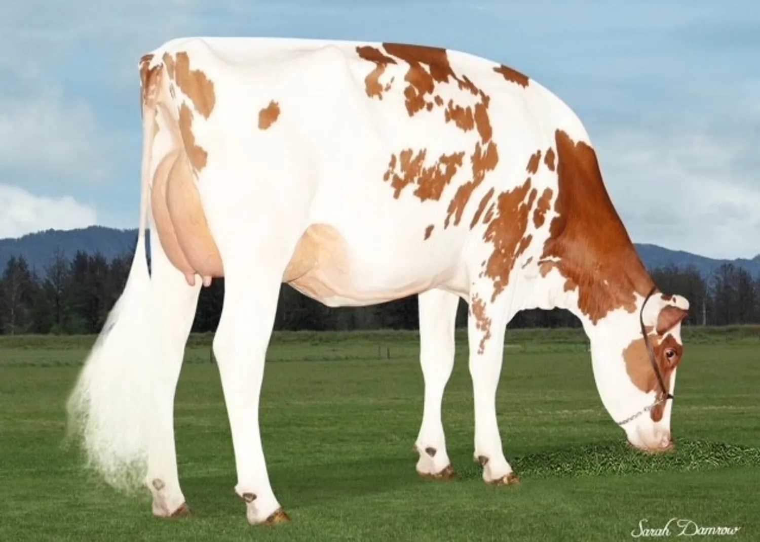 STARPOWER-RC MAMMA: VAL. RUBELS RED MUFFLER-RED-ET VG-87