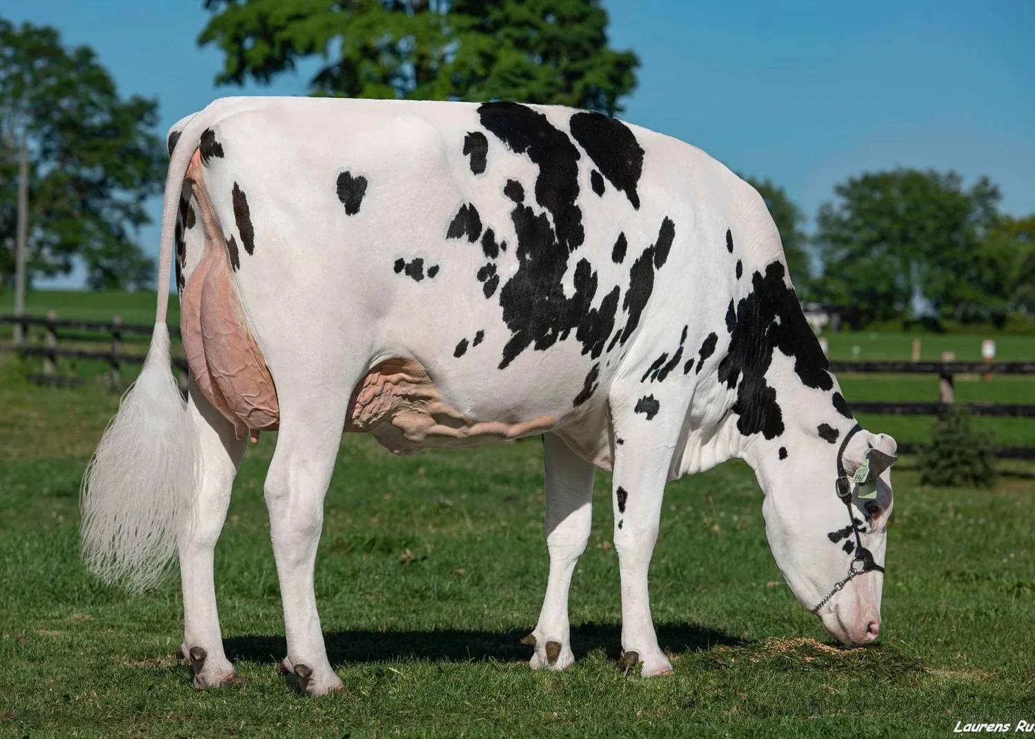 STARPOWER-RC NONNA: APRILDAY LUSTER MUFFIN-ET