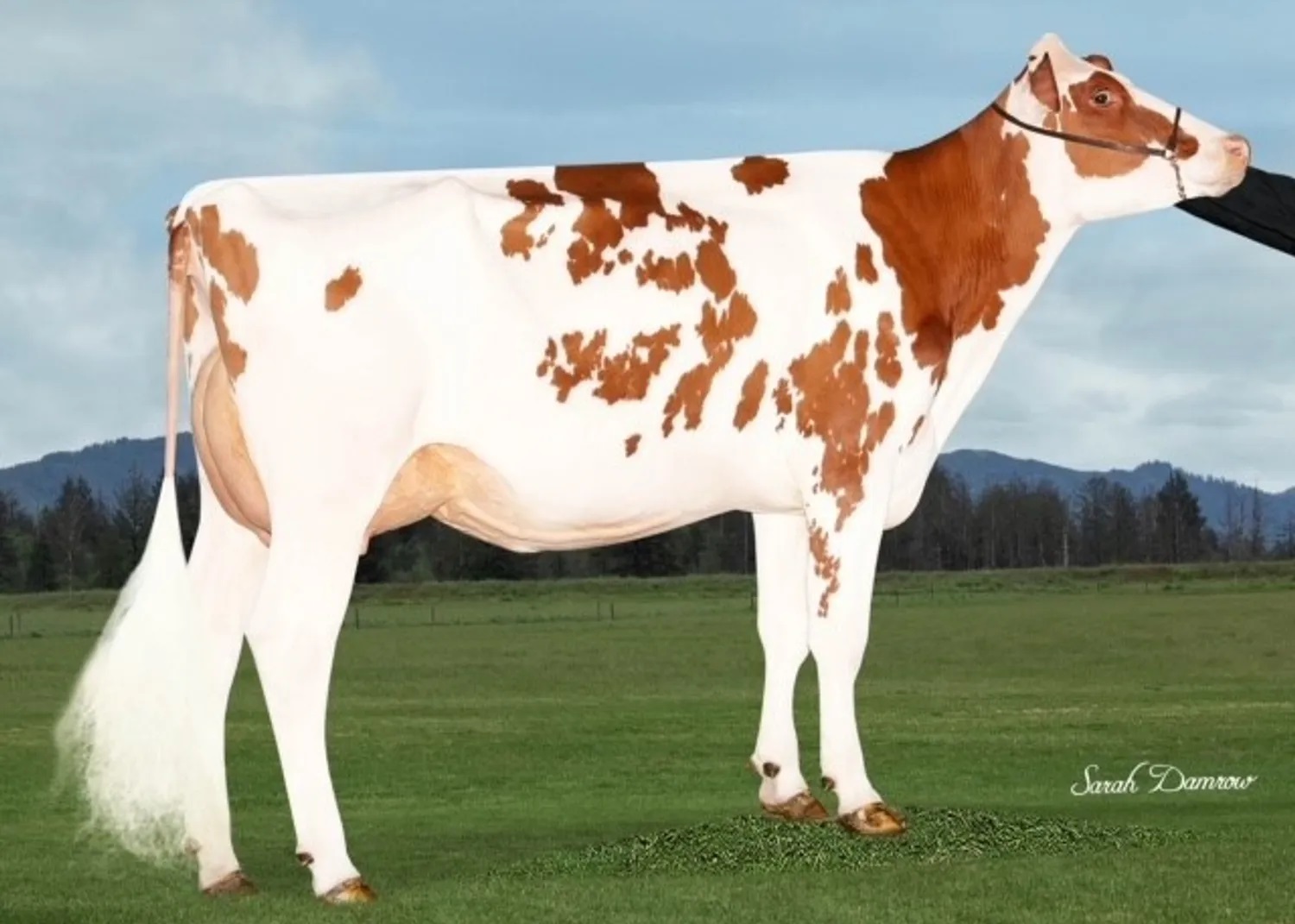STARPOWER-RC. MAMMA: VAL. RUBELS RED MUFFLER-RED-ET VG-87
