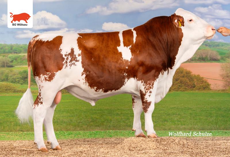 MEGAGEIL-PP MEGAGEIL PP