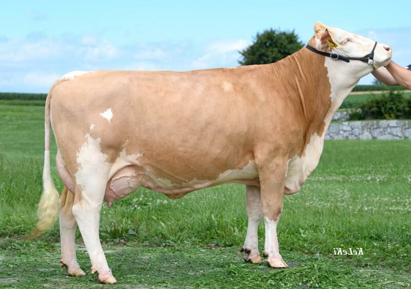 MEGAGEIL-PP NONNA PATERNA FUTURE