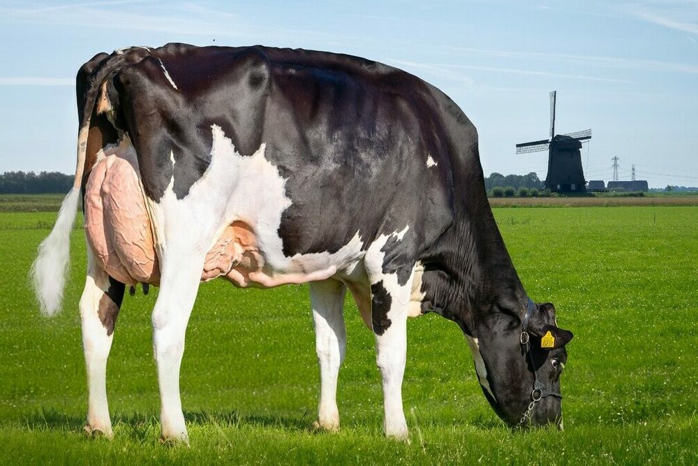 OSCAR-P FAMIGLIA: DG ONELA VG-87