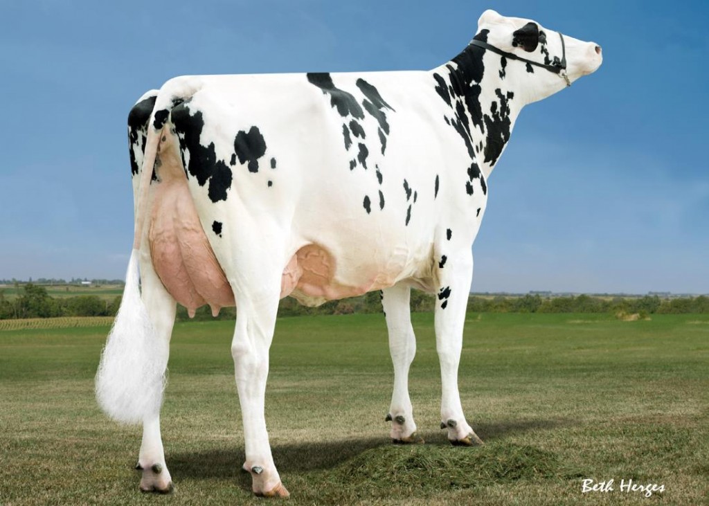 OSCAR-P FAMIGLIA: HICKORYMAE OMANOMAN OPINE-P EX-90